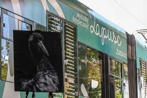 Na zdjęciu widać obraz przedstawiający żurawia (ptaka), na tle niebieskiego tramwaju,