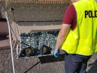 Policjanci z Rudy Śląskiej zlikwidowali uprawę narkotyków - zdjęcia