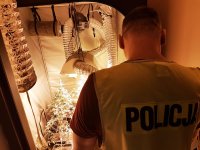 Policjanci z Rudy Śląskiej zlikwidowali uprawę narkotyków - zdjęcia