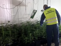 technik kryminalistyki w trakcie zabezpieczania roślin konopii
