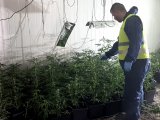 technik kryminalistyki w trakcie zabezpieczania roślin konopii