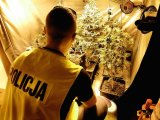 zdjęcie poglądowe przedstawia policjanta przy namiocie z krzakami konopi