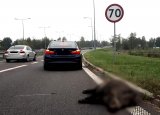 radiowóz policyjny nieoznakowany na drodze, przed nim leżący dzik - zdjęcie z archiwum gliwickiej policji