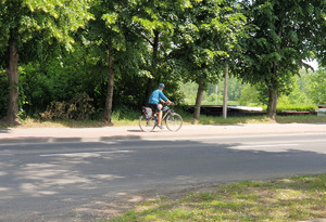 rowerzysta jadący ścieżką rowerową przy ulicy, w tle drzewa