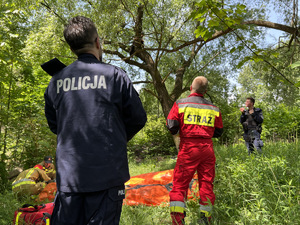 zdjęcie - policjant i strażacy przy drzewie na którym siedzi poszukiwana pozorantka
