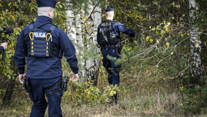 zdjęcie poglądowe przedstawia policjantów prowadzących poszukiwania osoby zaginionej w lesie