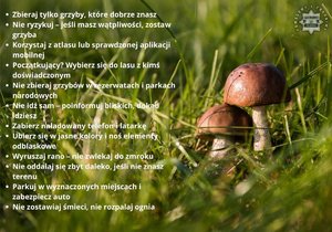 Grafika przedstawia grzyby w trawie ze zbiorem porad