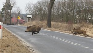 zdjęcie dwóch dzików przebiegających przez jezdnię - foto pochodzi ze strony mazowieckiej policji