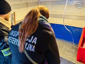 zdjęcie przedstawia policjanta i inspektora weterynarii przy basenie z karpiami na stoisku sprzedaży