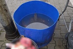 zdjęcie przedstawia beczkę z brudną wodą w której pływają karpie